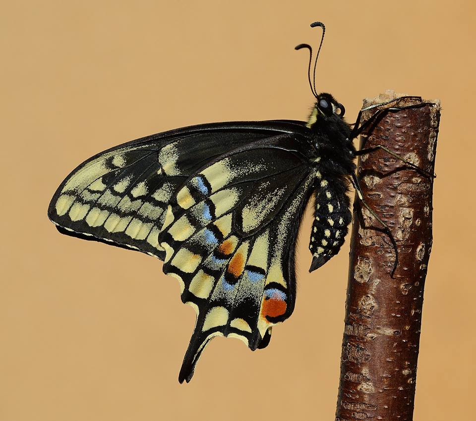 Papilio hybrid male (black verso, p. machaon machaon m x [[p. machaon machaon m x p. polyxenes asterius f] f] m x p. machaon hippocrates f) (Internet Image property of respective owner, non-commercial use only)